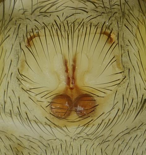 Marinarozelotes fuscipes